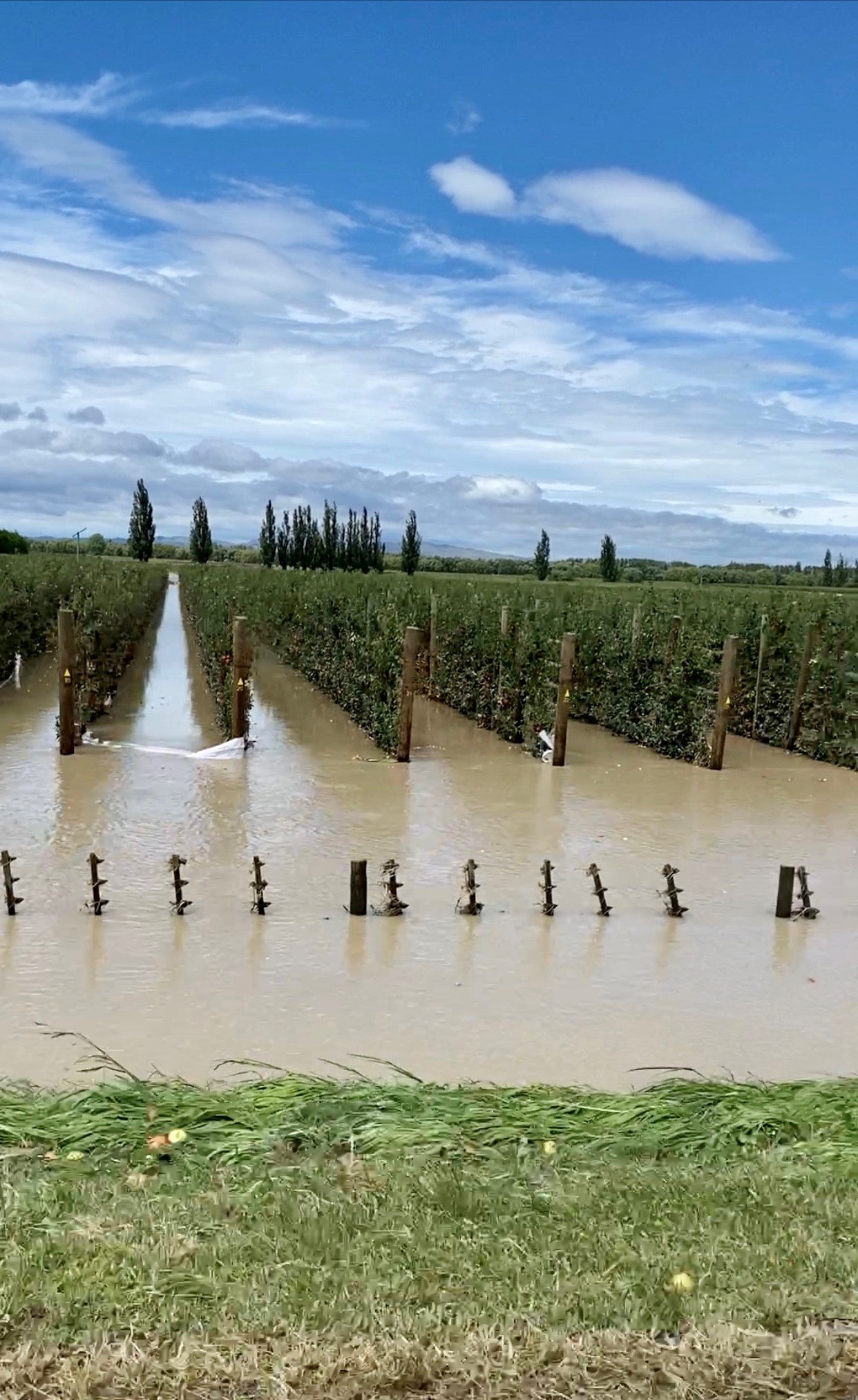 Rebuilding vineyards with new cyclone relief fund