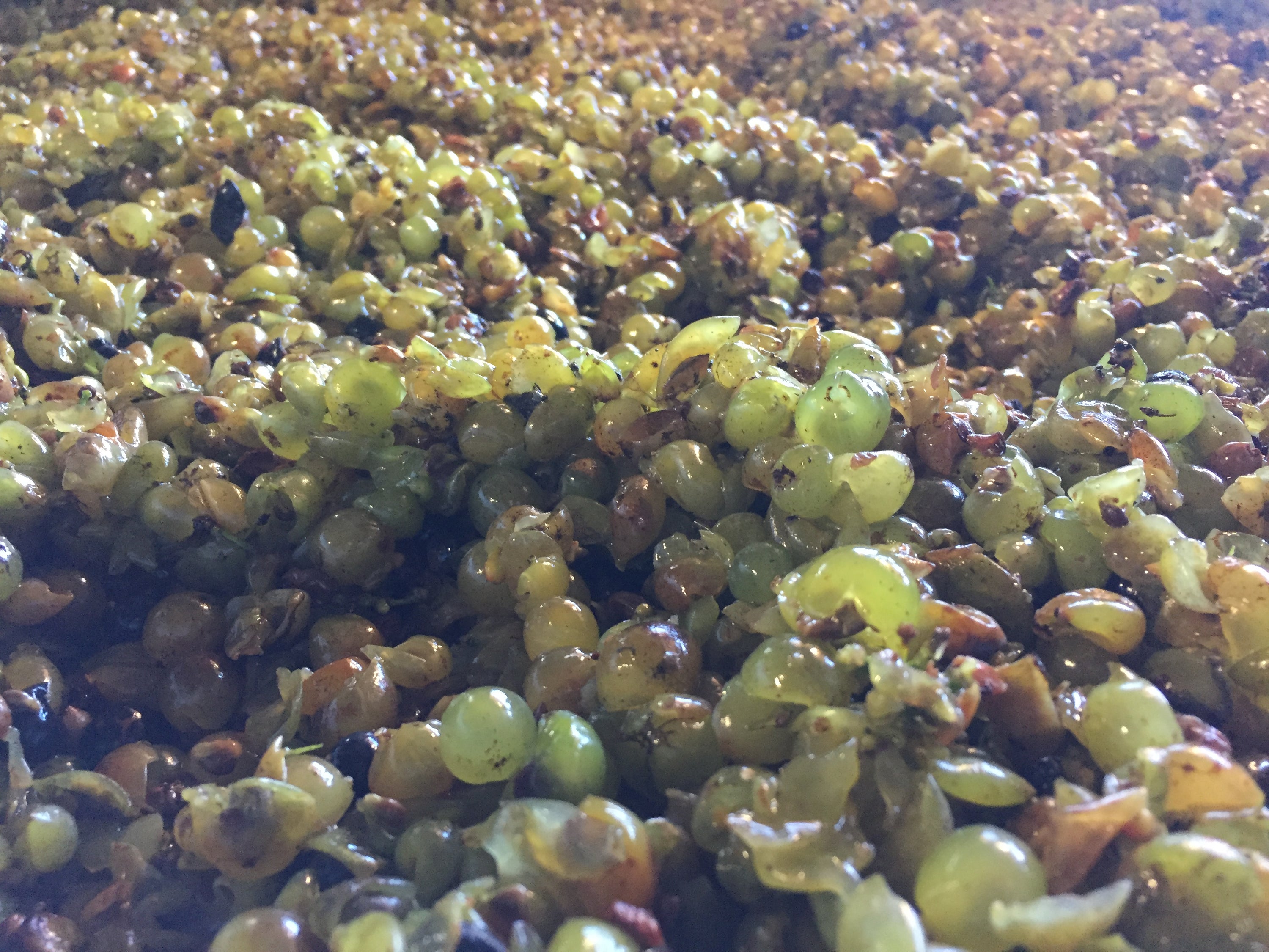 Hawke's Bay Chardonnay on a roll