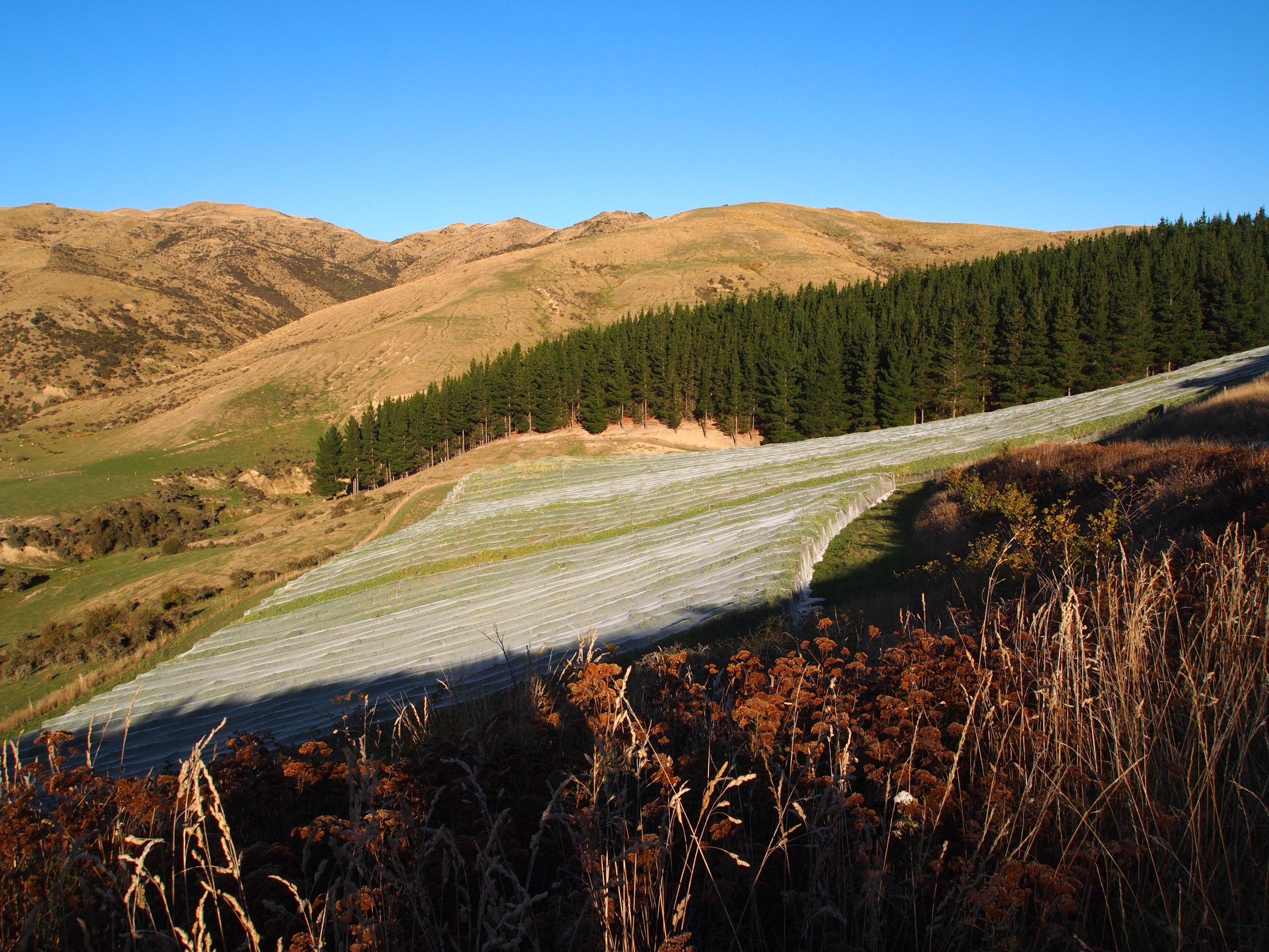 North Canterbury’s Pinot peaks