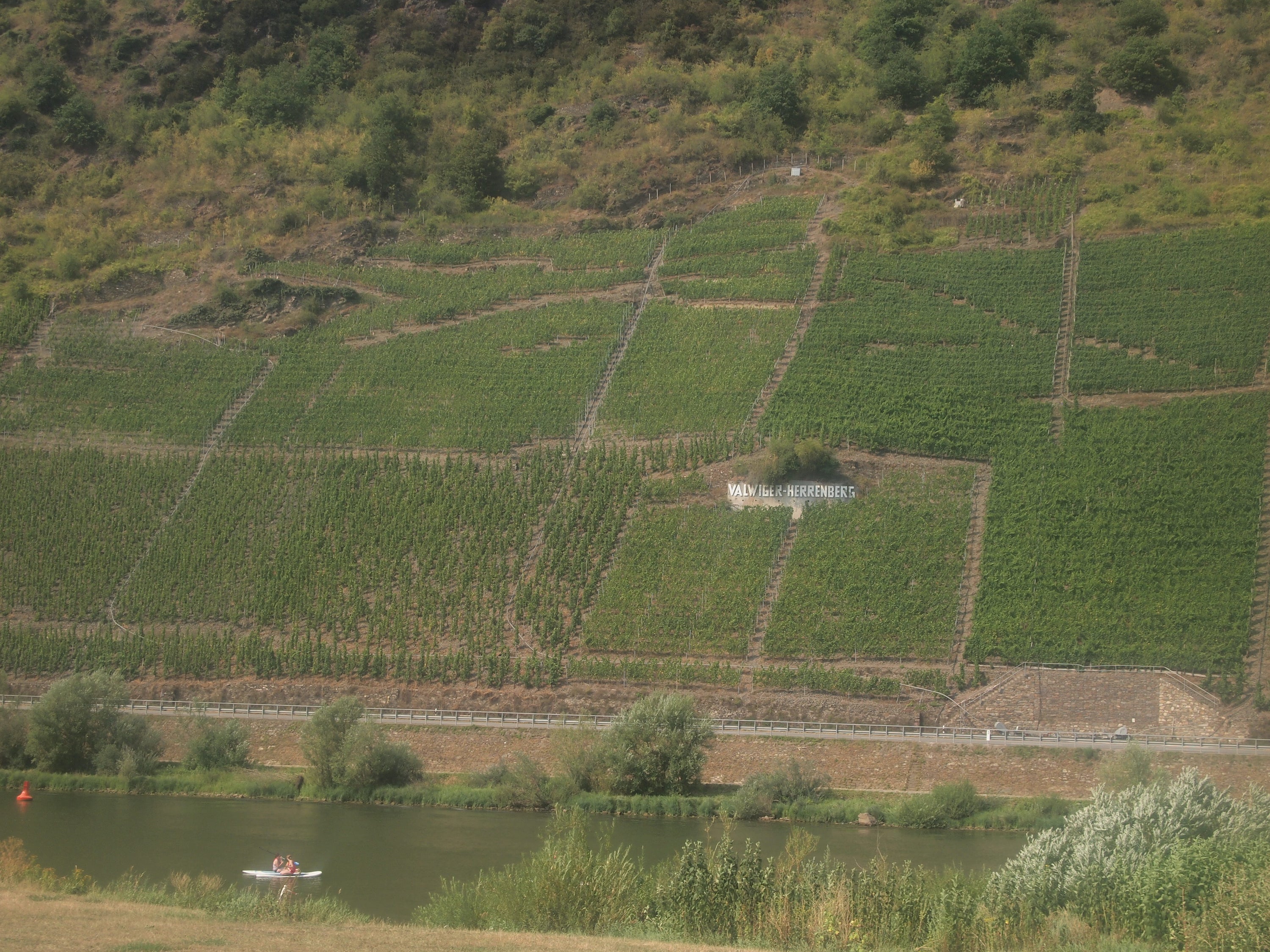 Steep vineyards flank the banks of the Mosel River in Germany - home to the wines that inspired John Forrest's Doctors' Riesling