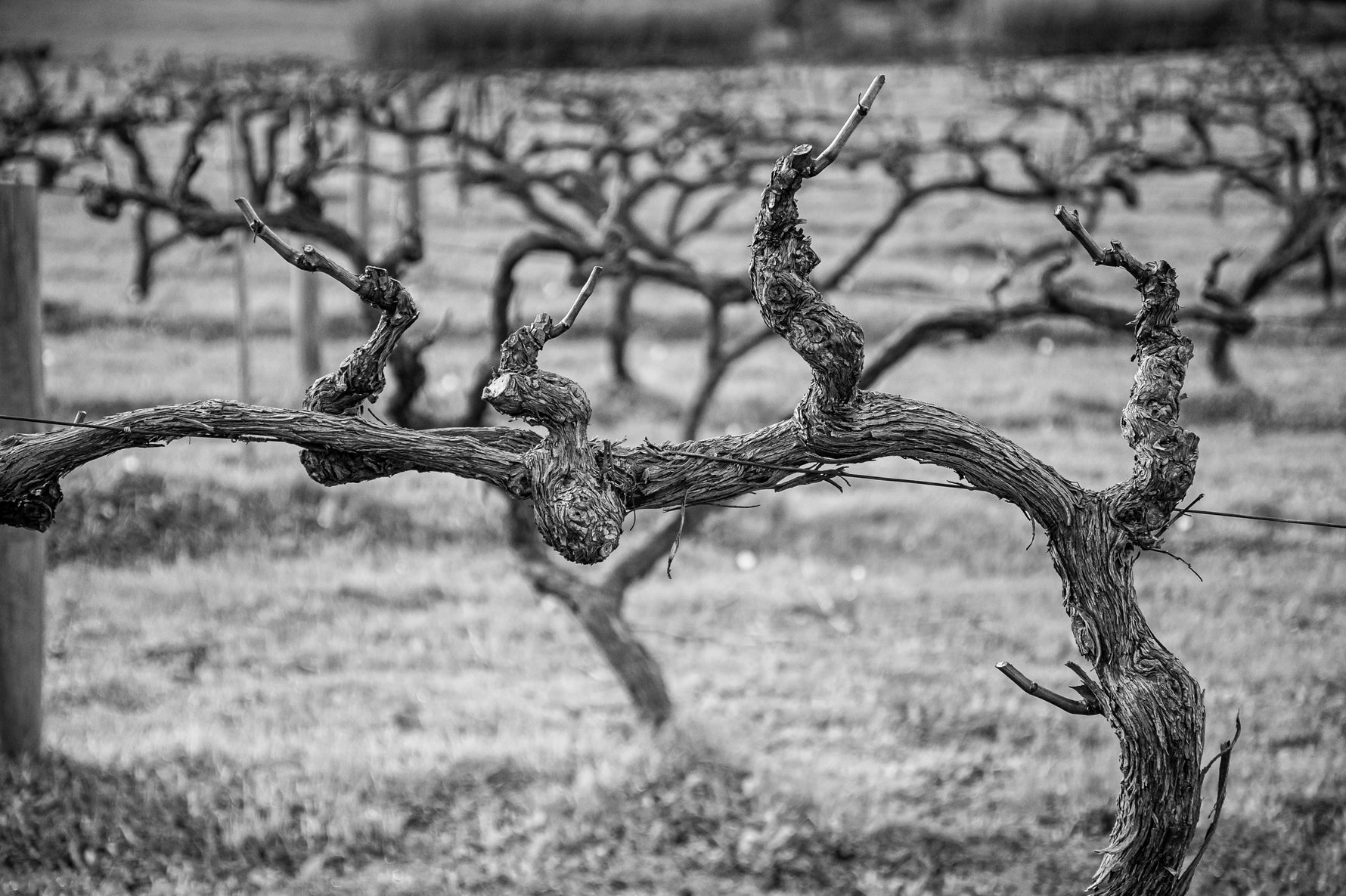 Brunello rolls off the tongue and the palate