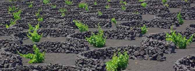 Volcanic wines