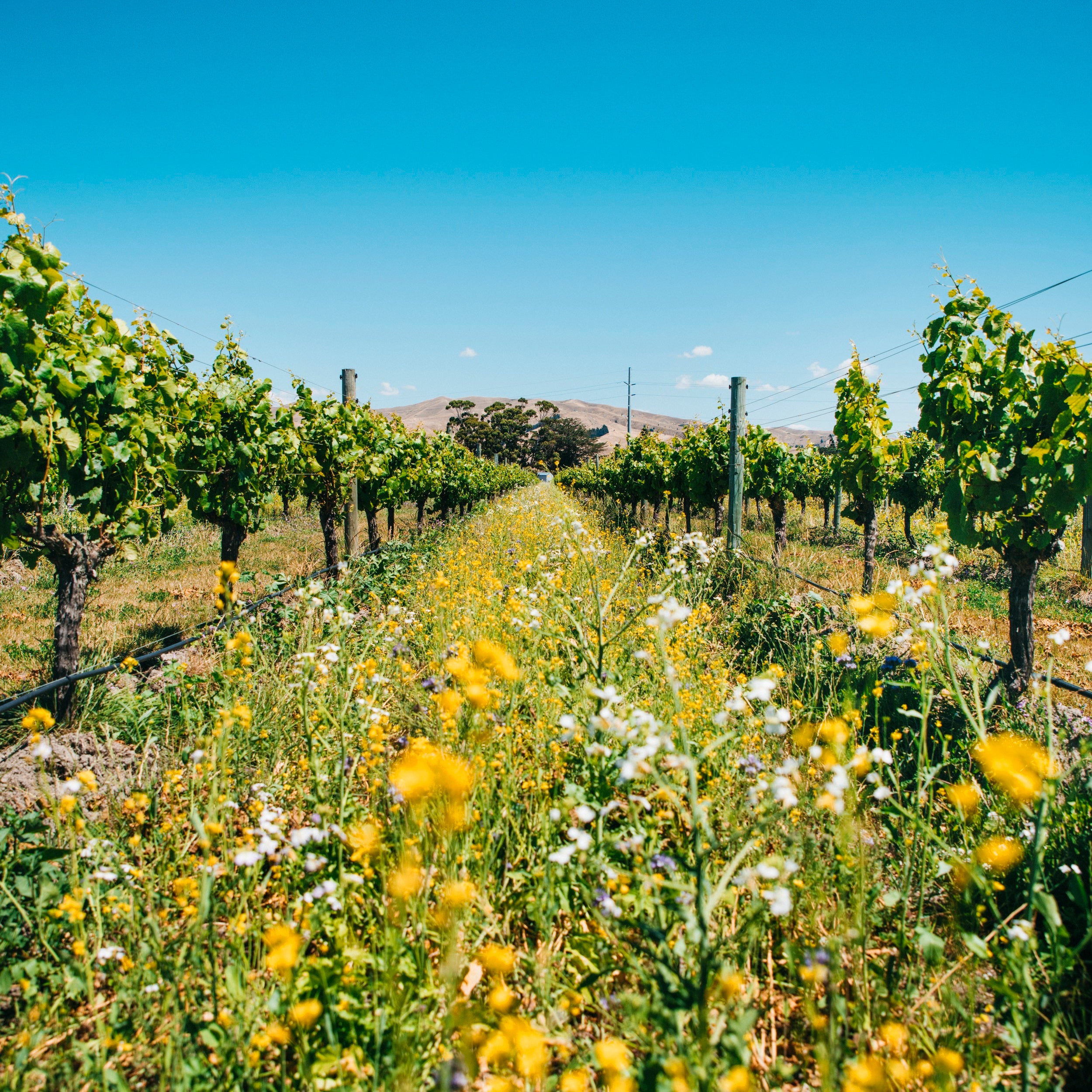 Old is gold… when it’s good Chardonnay and Pinot Noir