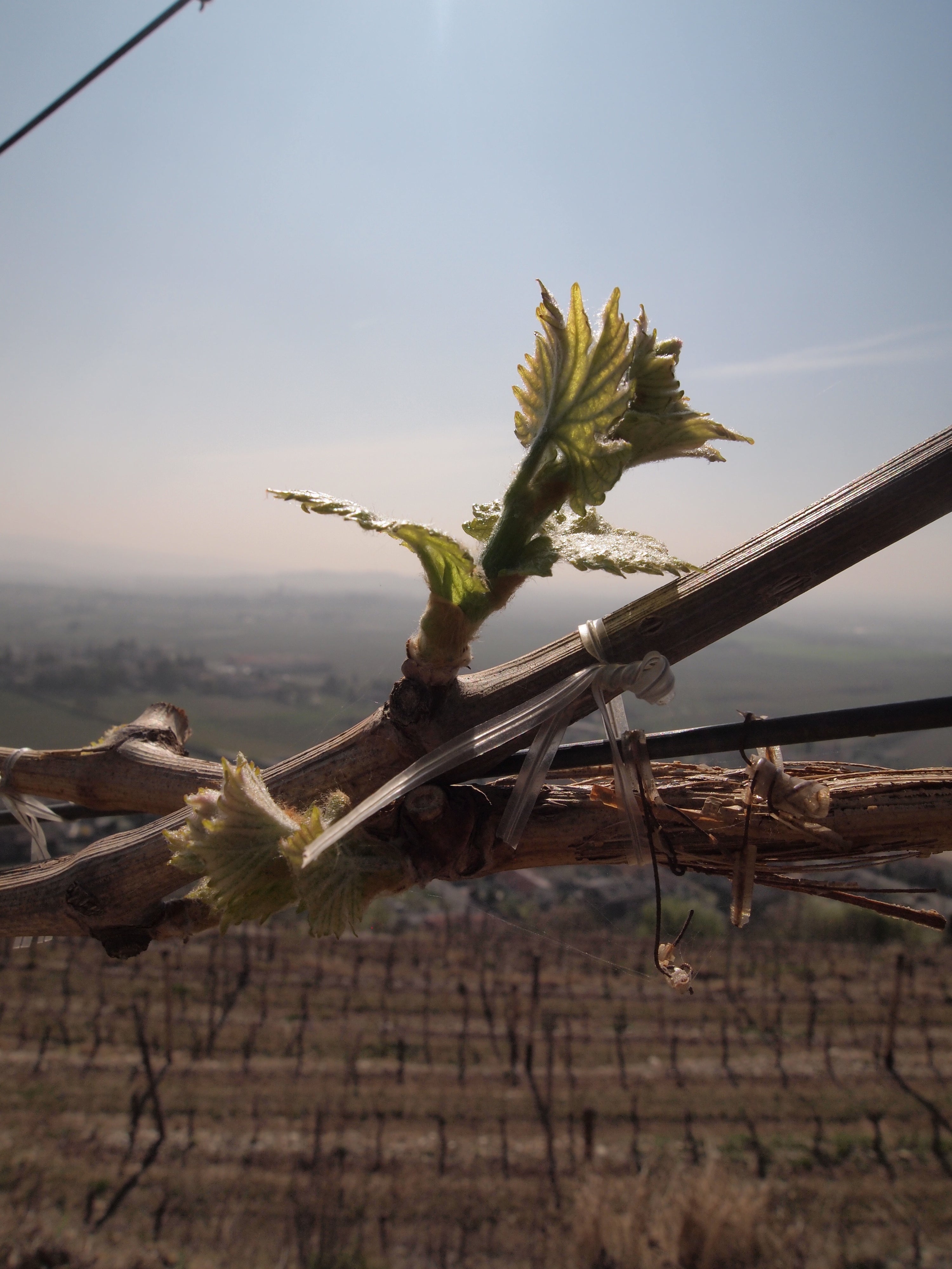 The history and mystery of Te Mata wines