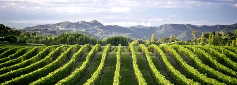 Big Buttery Chardonnays from Gisborne