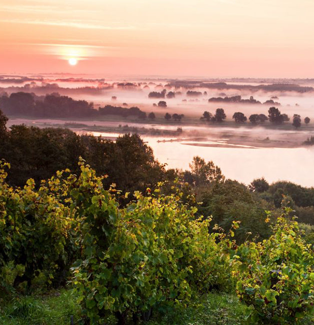 Our Third Annual Chenin Tasting with Joelle Thomson