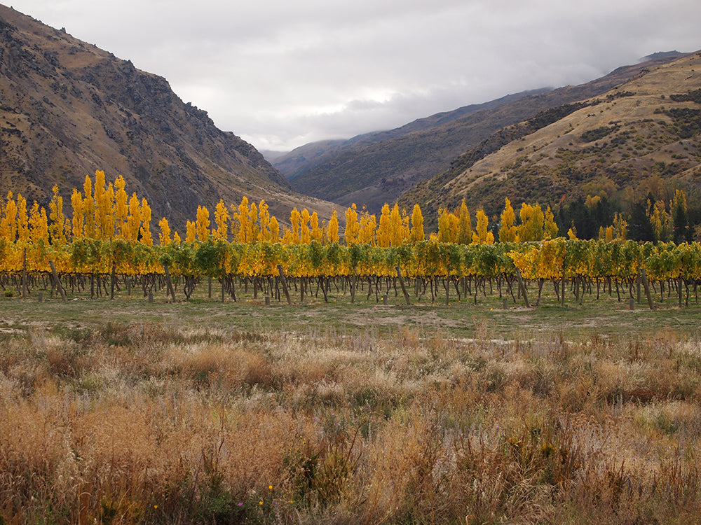 Mount Edward Celebrates 20 Years of Pinot…